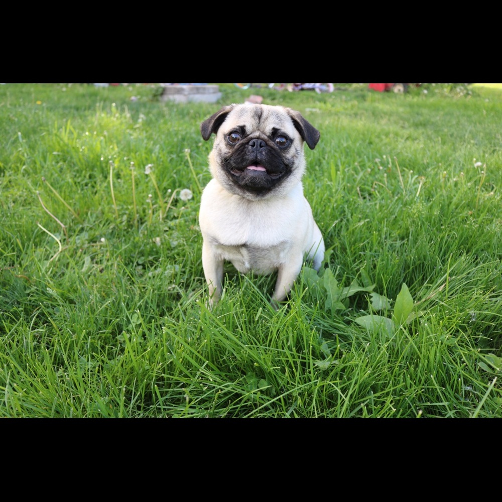 Meet your Posher, Lilly